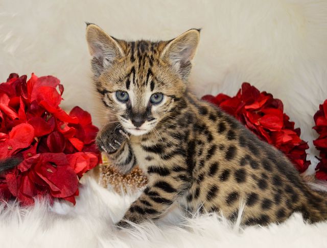 f1 savannah kitten